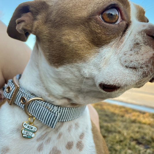My Mom is Single Dog Collar Charm (My Dad is Single) *Collar NOT included*