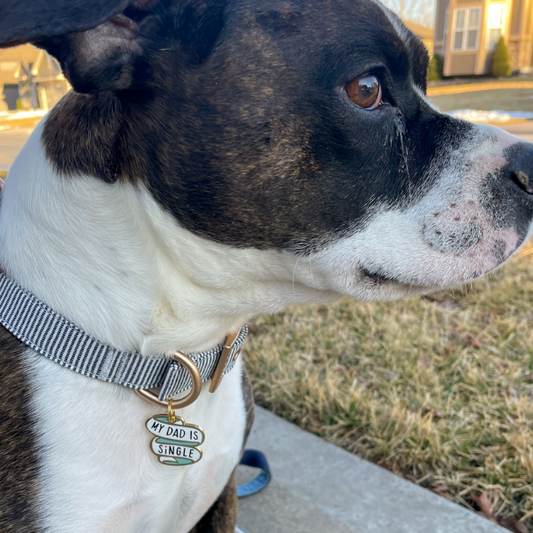 My Mom is Single Dog Collar Charm (My Dad is Single) *Collar NOT included*